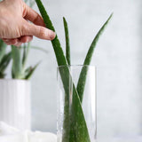 Aloe Vera Planta in Ghiveci, 15-25 cm, Gel Natural pentru Piele, Ingrijire si Vindecare