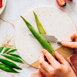 Aloe Vera растение в саксия – естествен гел за кожа, грижа и лечение – 70 см