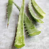 Aloe Vera Planta in Ghiveci, 15-25 cm, Gel Natural pentru Piele, Ingrijire si Vindecare