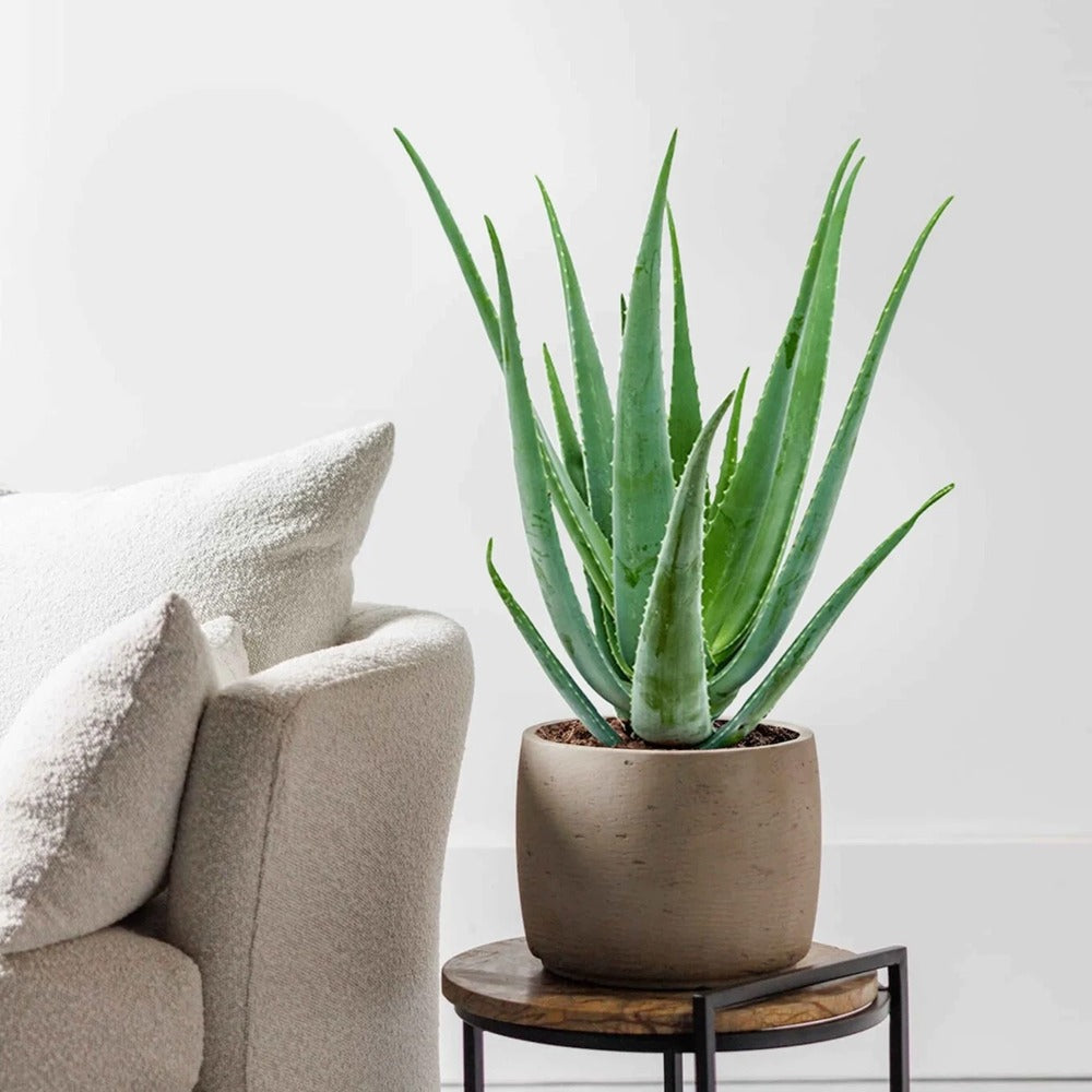Aloe Vera Planta in Ghiveci, 15-25 cm, Gel Natural pentru Piele, Ingrijire si Vindecare