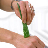 Aloe Vera растение в саксия, 55-65 см, естествен гел за кожа, грижа и лечение