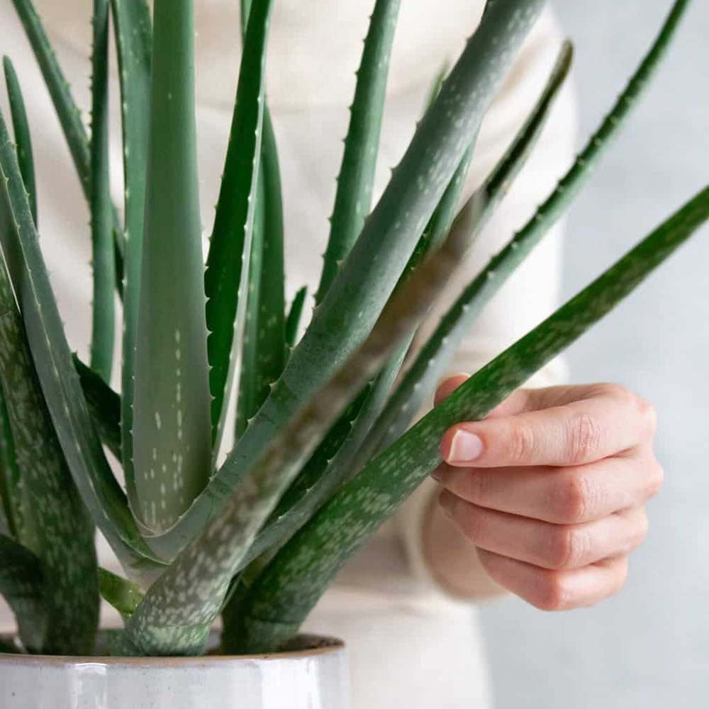 Aloe Vera растение в саксия – естествен гел за кожа, грижа и лечение – 70 см