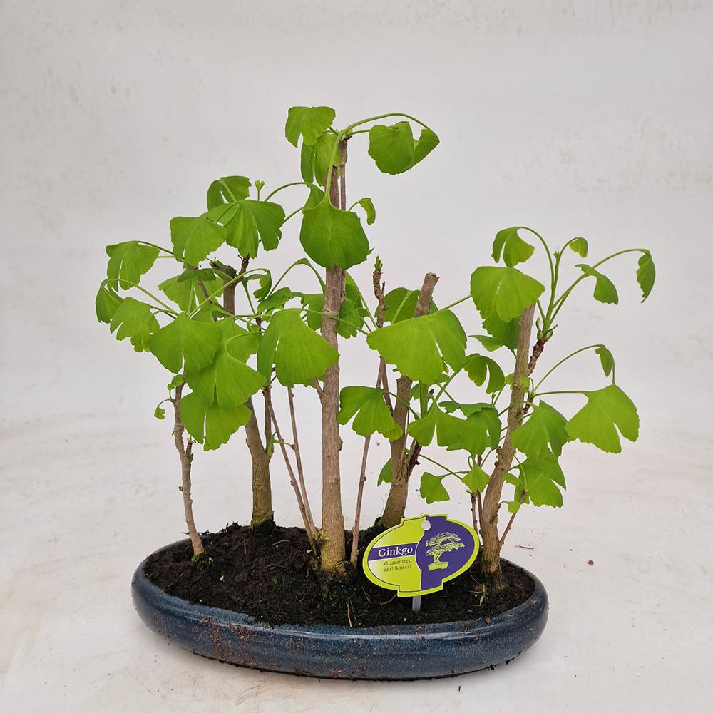 Бонсай с Ginkgo biloba – миниатюрно декоративно дърво с ветрилообразни листа и златисто есенно оцветяване – 45 см