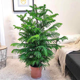 Black Friday - Reduceri Brad de Camera (Araucaria Heterophylla) - 100 cm Promotie