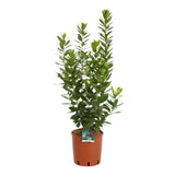 Ягодово дърво (Arbutus Unedo), сладки червени плодове, 3-та година на плододаване