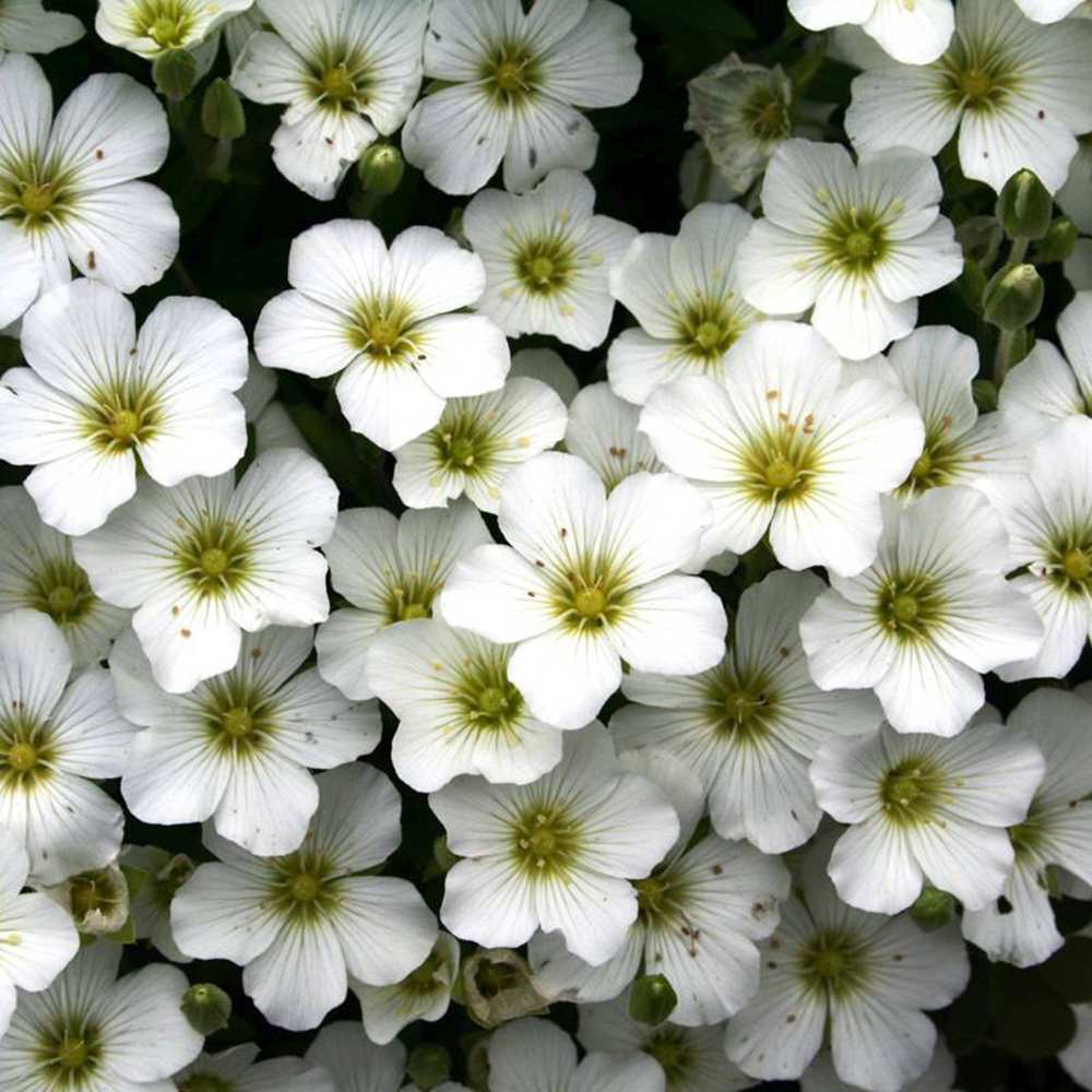 Arenaria montana, многогодишно пълзящо растение, декоративно с бели цветове, студоустойчиво