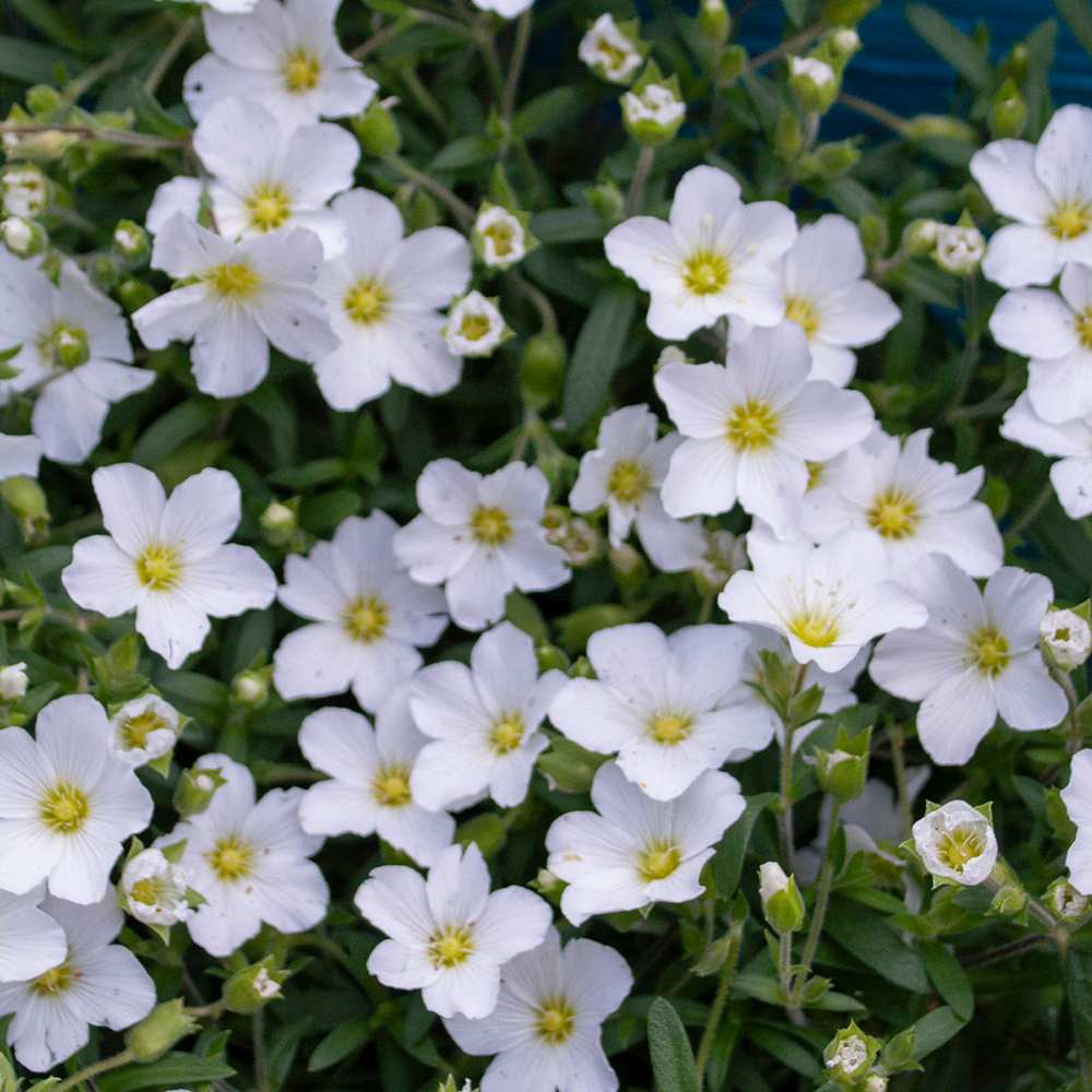 Arenaria montana, многогодишно пълзящо растение, декоративно с бели цветове, студоустойчиво