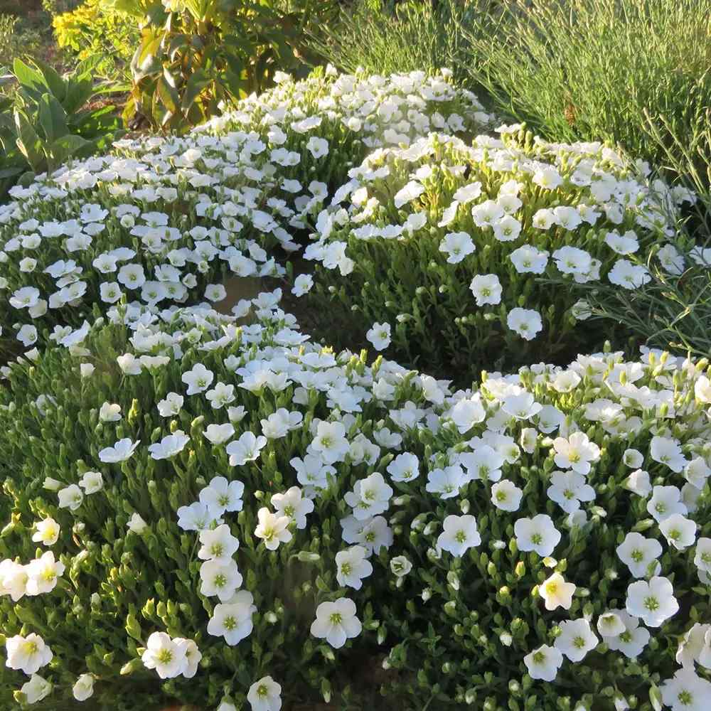 Arenaria montana, многогодишно пълзящо растение, декоративно с бели цветове, студоустойчиво