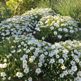 Arenaria montana, многогодишно пълзящо растение, декоративно с бели цветове, студоустойчиво