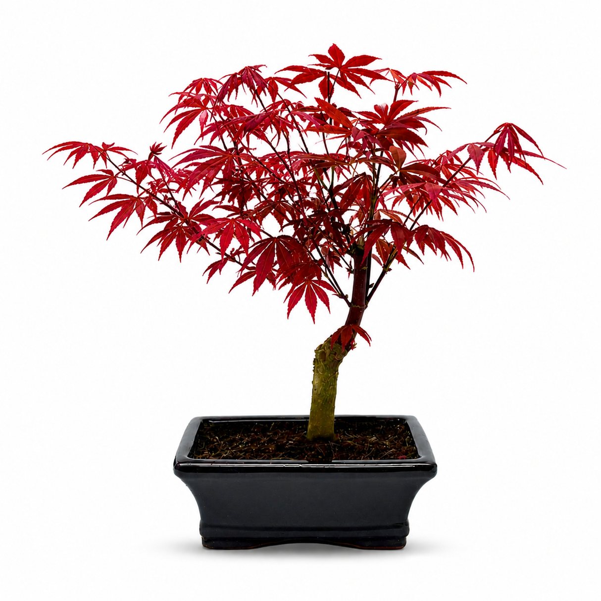Японски клен Bonsai 'Atropurpureum' – миниатюрно дърво с интензивно червено листо, 35 см