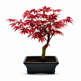 Японски клен Bonsai 'Atropurpureum' – миниатюрно дърво с интензивно червено листо, 35 см