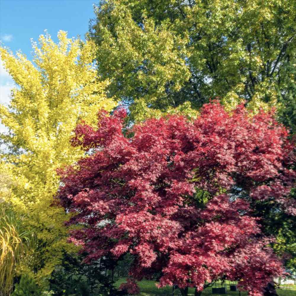 Artar Japonez Rosu Bloodgood, cu frunzis rosu-purpuriu, decorativ, crestere rapida, premiat, gradina sau ghiveci