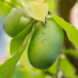 Bananierul Nordului (Asimina triloba Pawpaw), cu Fructe dulci, cremoase, cu aroma de banana si mango