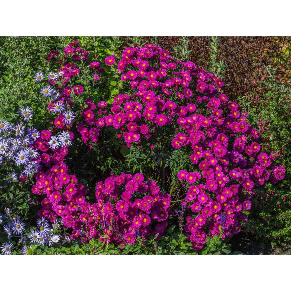 Steluta de toamna Aster Neron, perena decorativa cu flori rosii-purpuriu, inflorire septembrie-octombrie, rezistenta frig