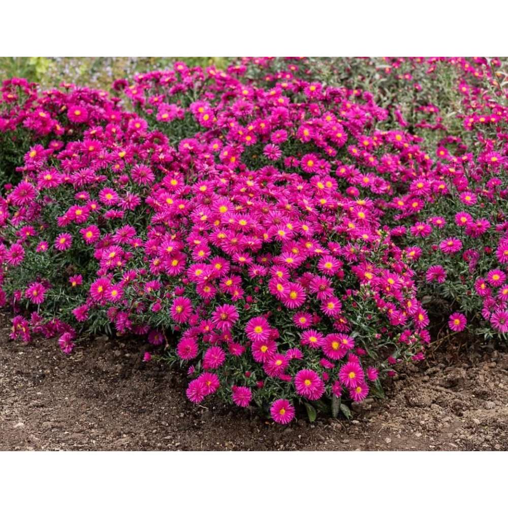 Steluta de toamna Aster Neron, perena decorativa cu flori rosii-purpuriu, inflorire septembrie-octombrie, rezistenta frig