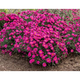 Steluta de toamna Aster Neron, perena decorativa cu flori rosii-purpuriu, inflorire septembrie-octombrie, rezistenta frig