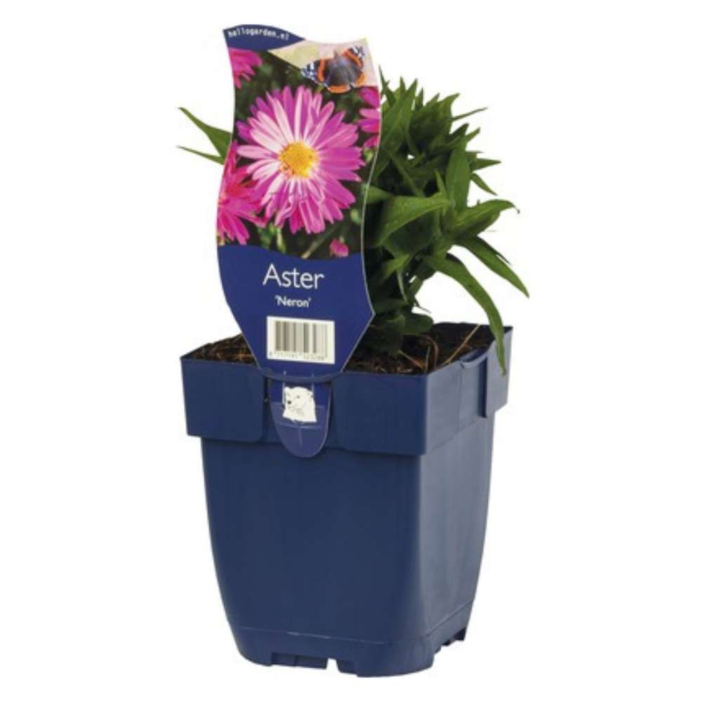 Steluta de toamna Aster Neron, perena decorativa cu flori rosii-purpuriu, inflorire septembrie-octombrie, rezistenta frig