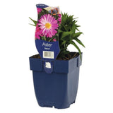 Steluta de toamna Aster Neron, perena decorativa cu flori rosii-purpuriu, inflorire septembrie-octombrie, rezistenta frig