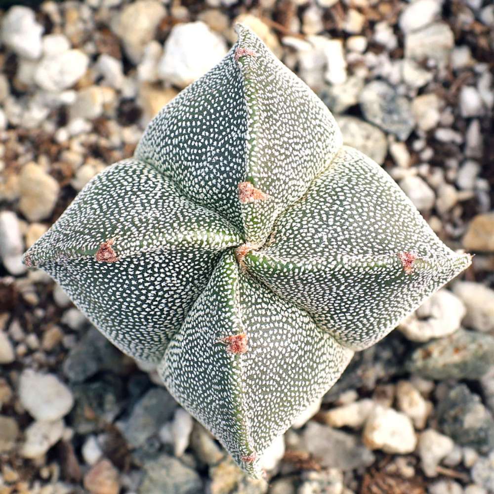 Cactus Boneta episcopului (Astrophytum myriostigma), cactus decorativ de interior cu flori galbene, crestere lenta - 20 cm