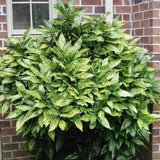 Pom de Aur Japonez Aucuba Variegata, planta decorativa de apartament cu frunze verzi patate galben