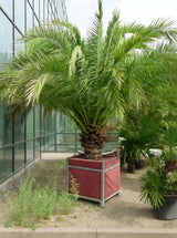 Палма Butia capitata – екзотична студоустойчива палма с ядливи плодове, 125-150 см
