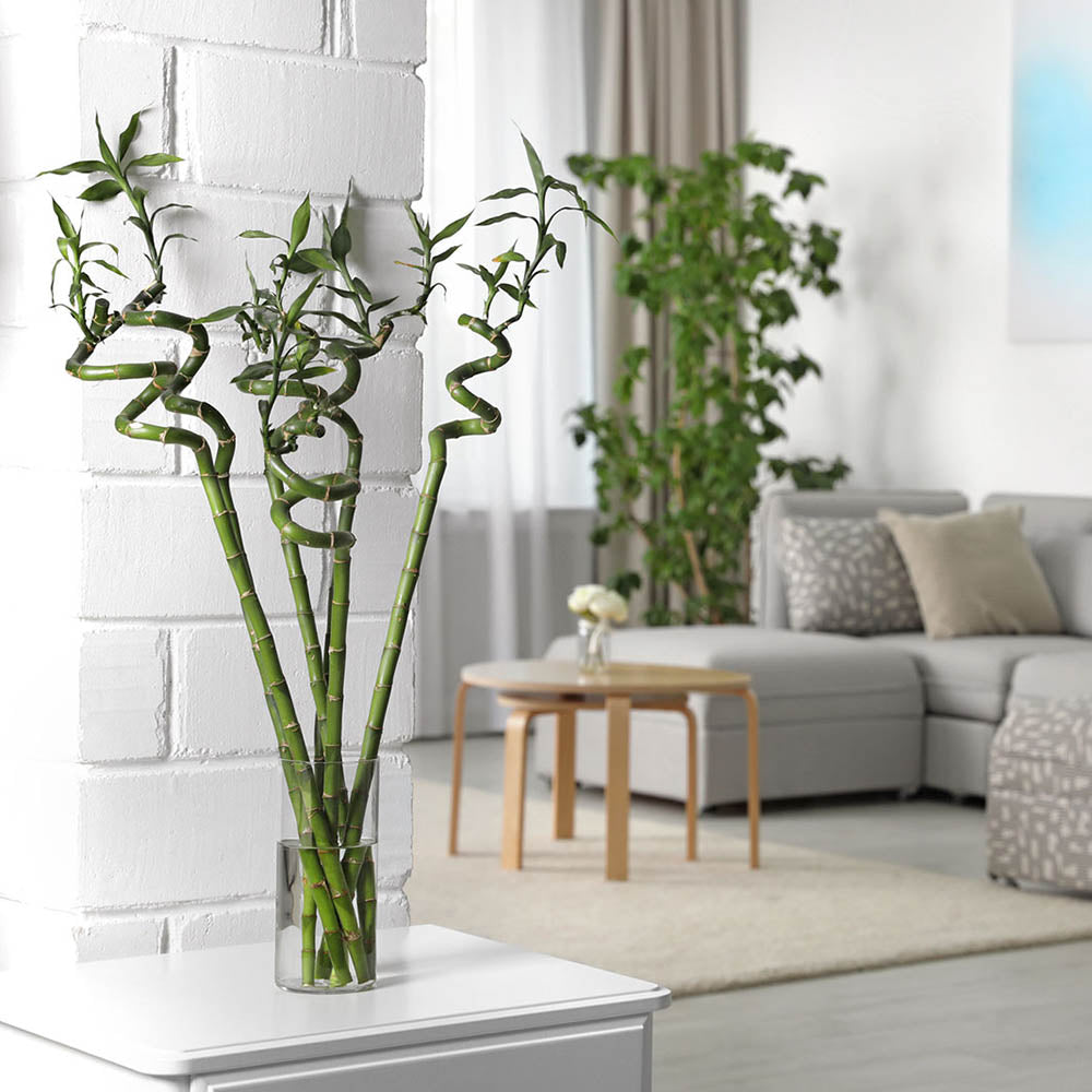 Bamboo Wavy Lucky/Norocos Спирала - 100 см