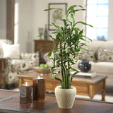 Bamboo Wavy Lucky/Norocos Спирала - 100 см