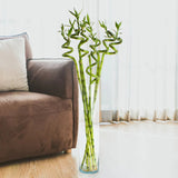 Bamboo Wavy Lucky/Norocos Спирала - 100 см