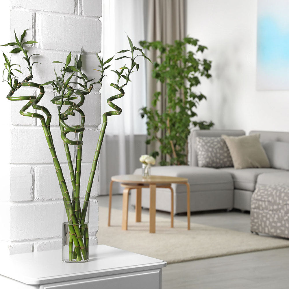 Bamboo Wavy Lucky/Norocos Спирала - 100 см