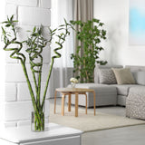Bamboo Wavy Lucky/Norocos Спирала - 100 см