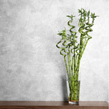 Bamboo Wavy Lucky/Norocos Спирала - 100 см