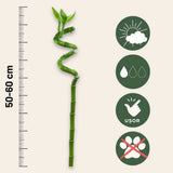 Щастлив бамбук Dracaena Sanderiana – спирални стъбла 60 см, стайно растение Feng Shui