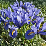 Ирис Germanica 'Bedtime Story' – ароматни синьо-виолетови цветове