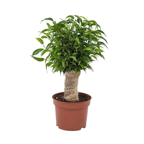 Ficus Bonsai Benjamina Natasja - 35 cm