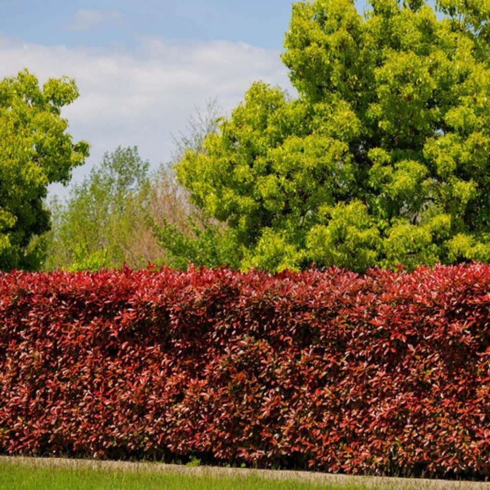 Dracilla Berberis Japoneza Atropurpurea, с тъмночервени листа