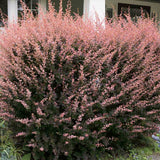Dracila Berberis Japoneza Rose Glow, arbust ornamental cu frunze pestrite roz mov pentru gard viu decorativ sau plantare solitara