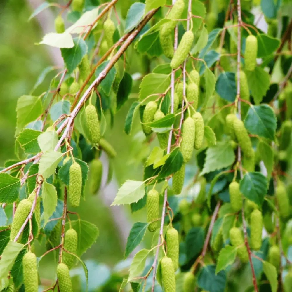 Плачеща бреза Youngii, с висяща корона, подходяща за малки градини