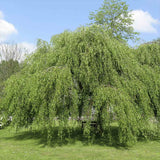 Плачеща бреза Youngii, с висяща корона, подходяща за малки градини