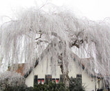 Плачеща бреза Youngii, с висяща корона, подходяща за малки градини