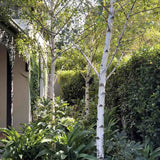 Бяла бреза Doorenbos (Betula Utilis)