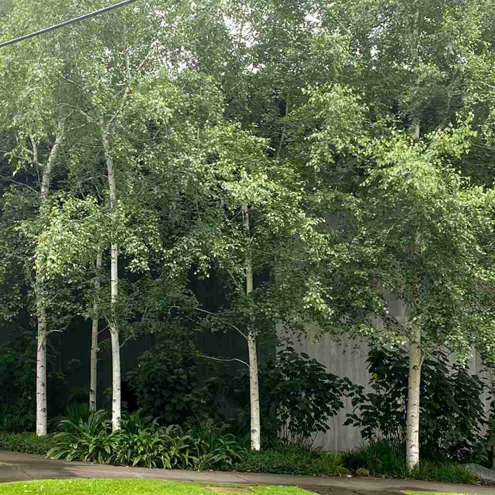 Сребристо-бяла бреза (Betula Pendula)