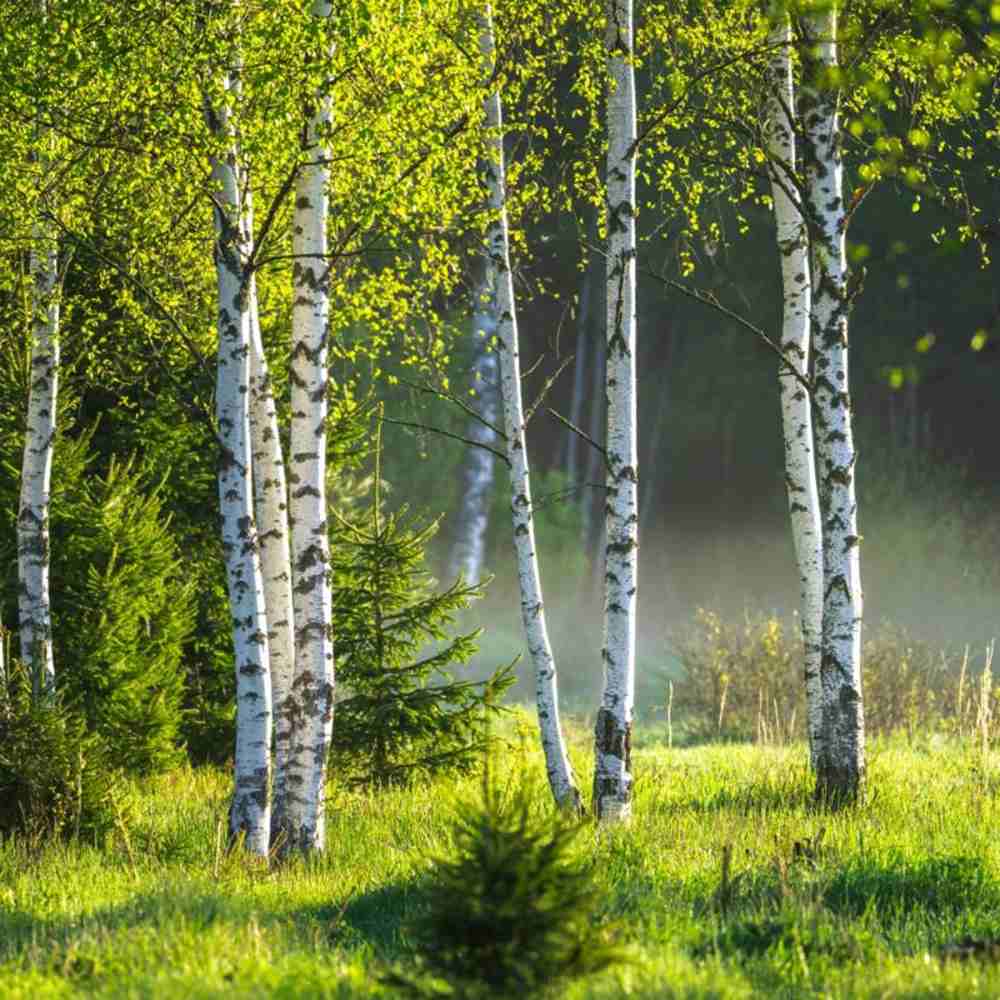 Сребристо-бяла бреза (Betula Pendula)