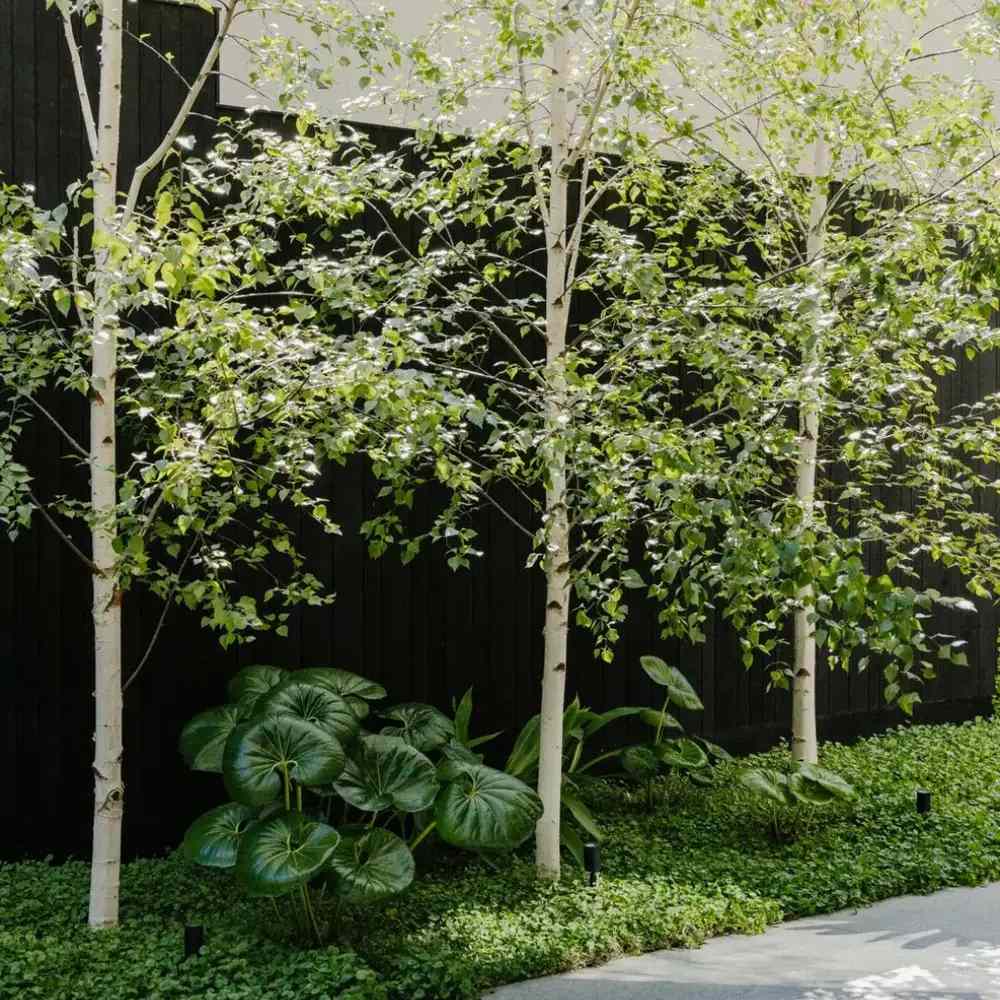 Сребристо-бяла бреза (Betula Pendula)