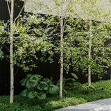 Сребристо-бяла бреза (Betula Pendula)