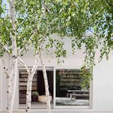 Сребриста бреза (Betula Pendula)