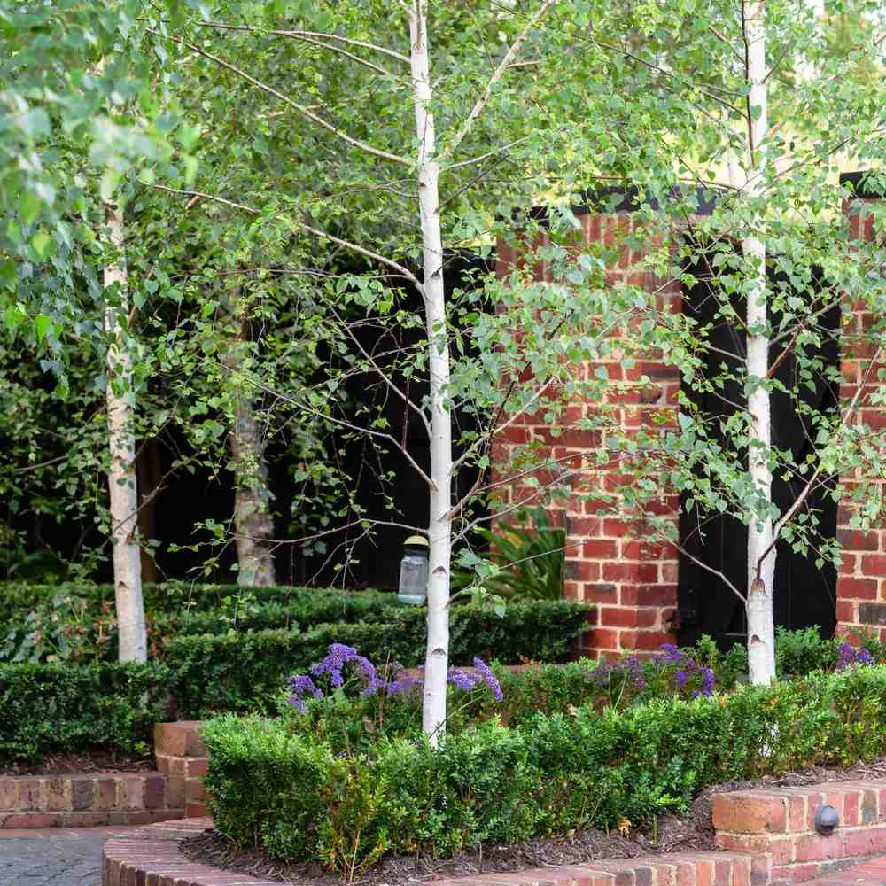 Сребриста бреза (Betula Pendula)