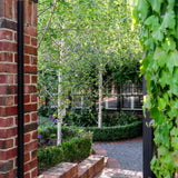 Сребриста бреза (Betula Pendula)