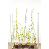 Плачеща бреза Youngii, с висяща корона, подходяща за малки градини