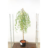 Плачеща бреза Youngii, с висяща корона, подходяща за малки градини