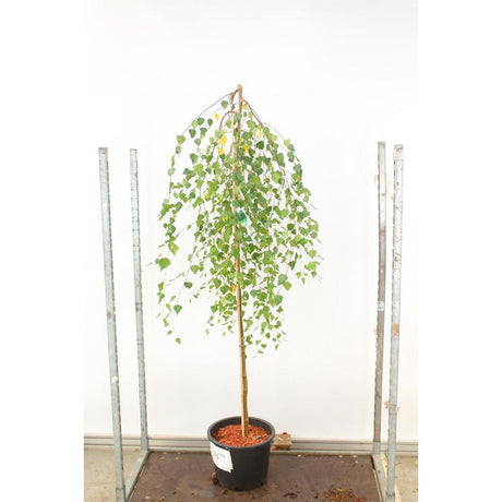 Плачеща бреза Youngii, с висяща корона, подходяща за малки градини